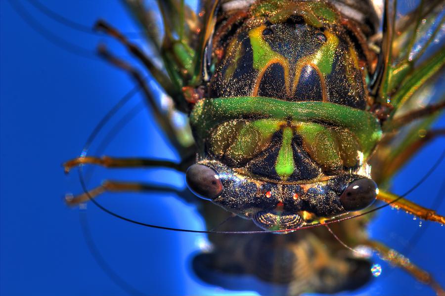 Nature Photograph - Cicada 3 by Robert Storost