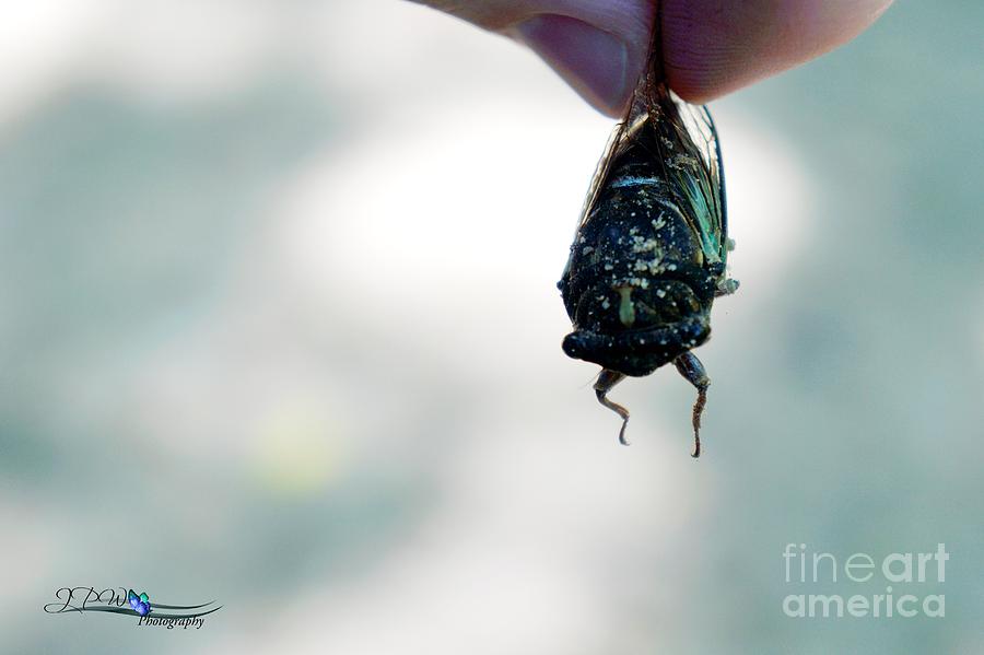 Cicada Angle 1 Photograph