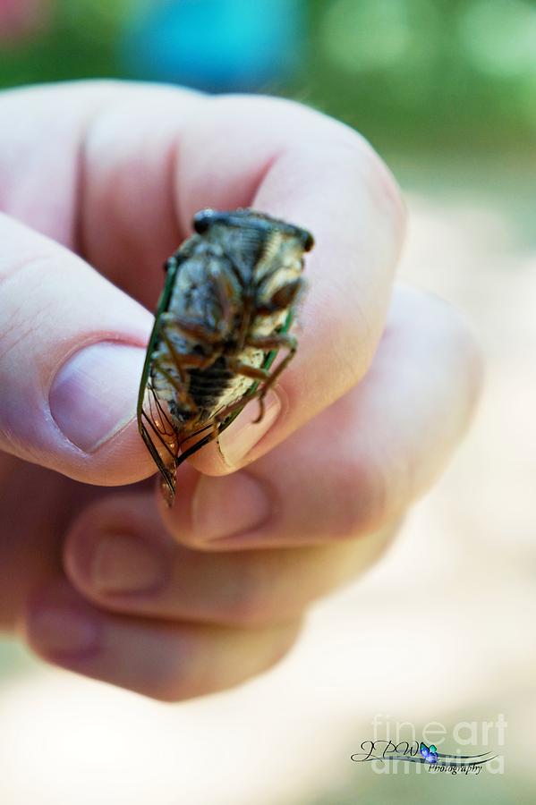Cicada Angle 3 Photograph
