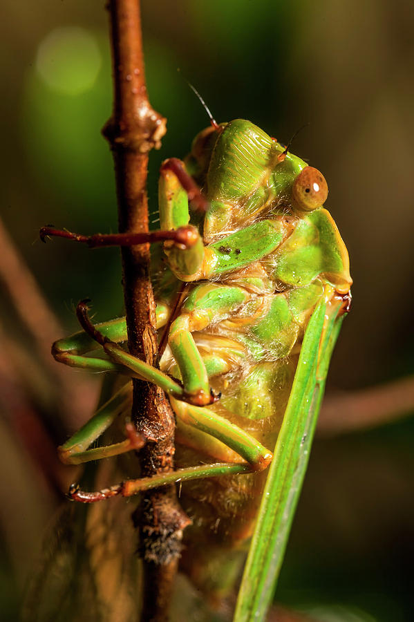 Insects Photograph - Cicada Clings to a Branch by Winston Stephenson Photography