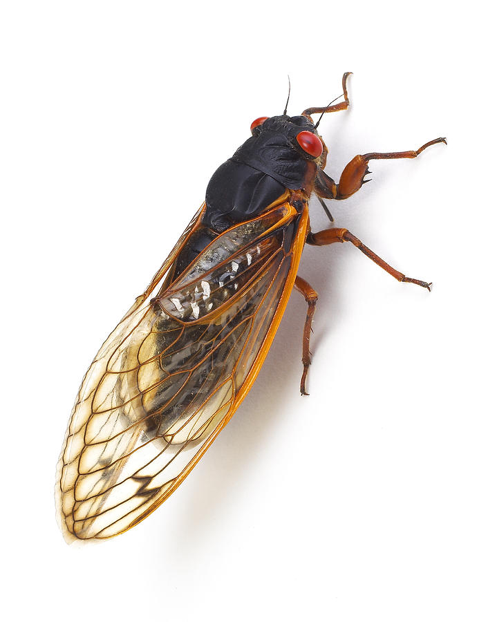 Insects Photograph - Cicada by Donald Schwartz