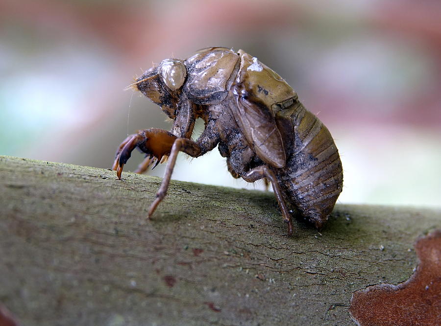 Cicada Exoskeleton Macro Photograph by Rick Rosenshein
