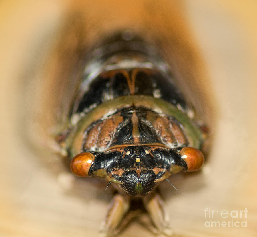Cicada Eyes Photograph by Metaphor Photo