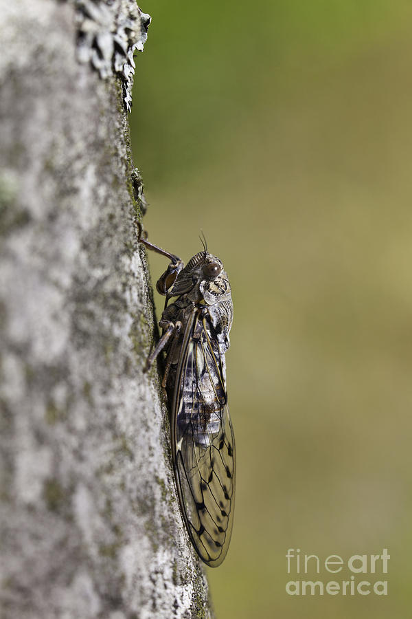 Nature Photograph - Cicada by Gabriela Insuratelu