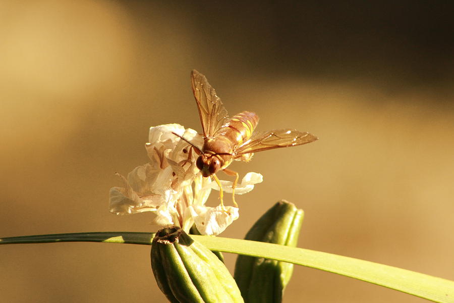 Cicada Hornet on Iris in Sepia Photograph by Colleen Cornelius