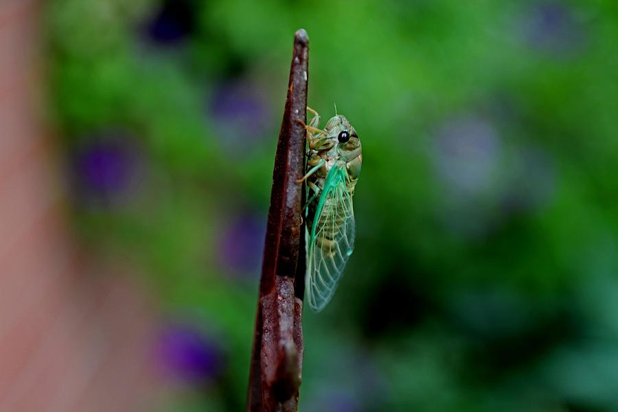 Cicada I Photograph by Michiale Schneider