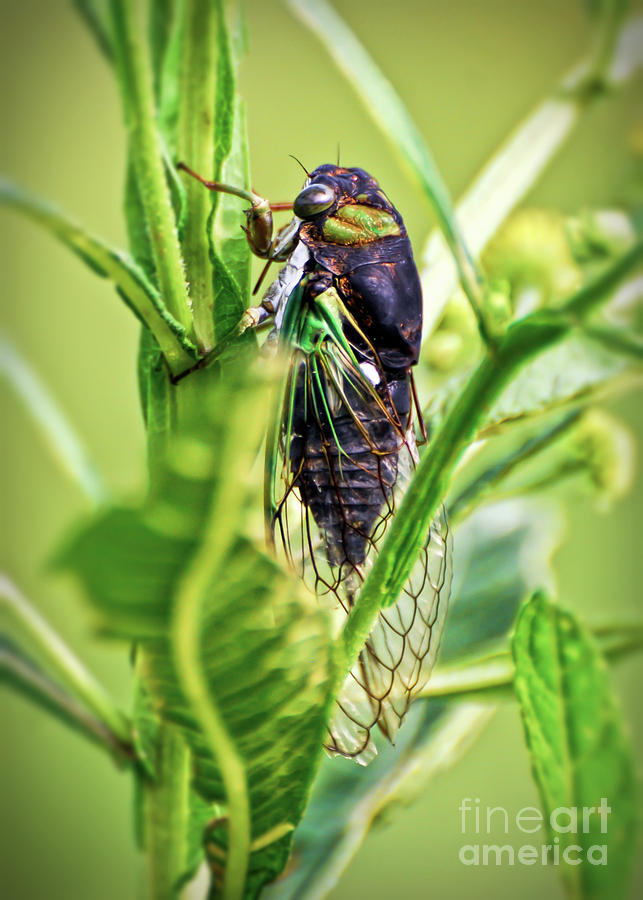 Cicada In The Leaves Photograph by Kerri Farley