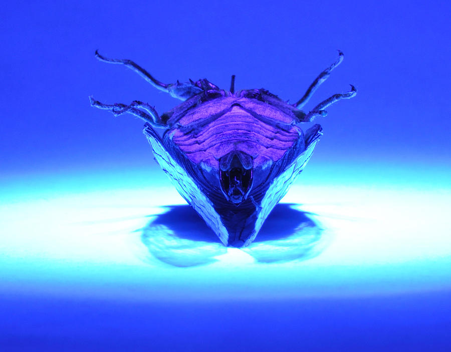 Cicada In UV Photograph by Mark Fuller