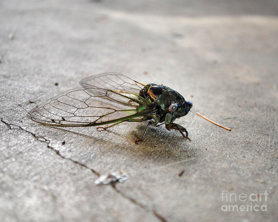 Cicada Photograph by Jai Johnson