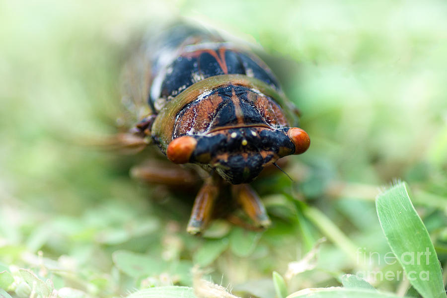 Cicada Photograph by Metaphor Photo