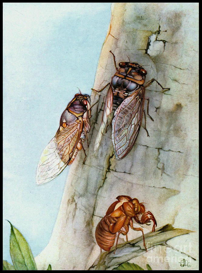 Cicada Life Cycle 1921 Photograph by Padre Art