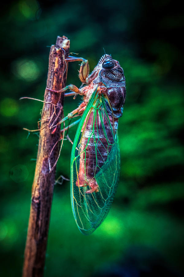 Cicada Photograph by Lilia S