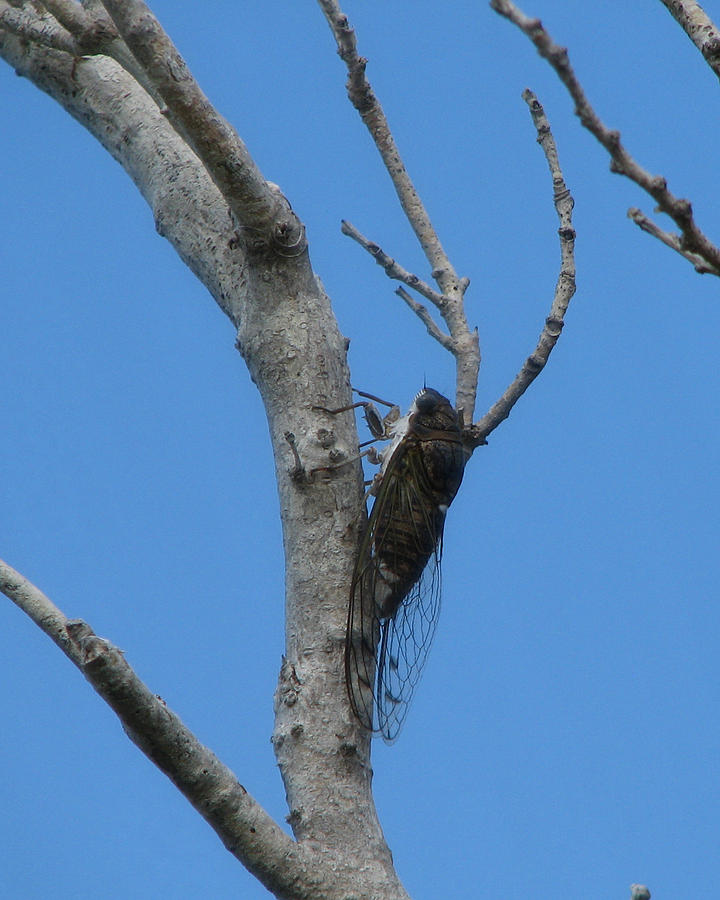 Cicada on Branch Photograph by George Jones