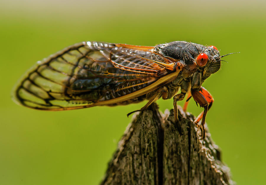Cicada on Fence Post Photograph by Jim Moore