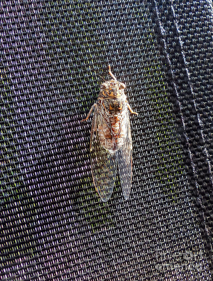 Cicada Photograph by Rod Jones