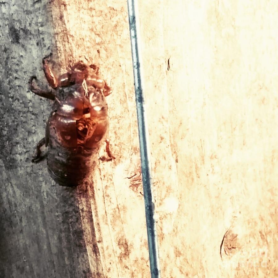 Cicada shell Photograph by Kari Myres
