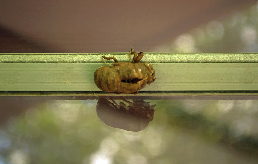 Cicada Shell Reflection Photograph by Tikvahs Hope