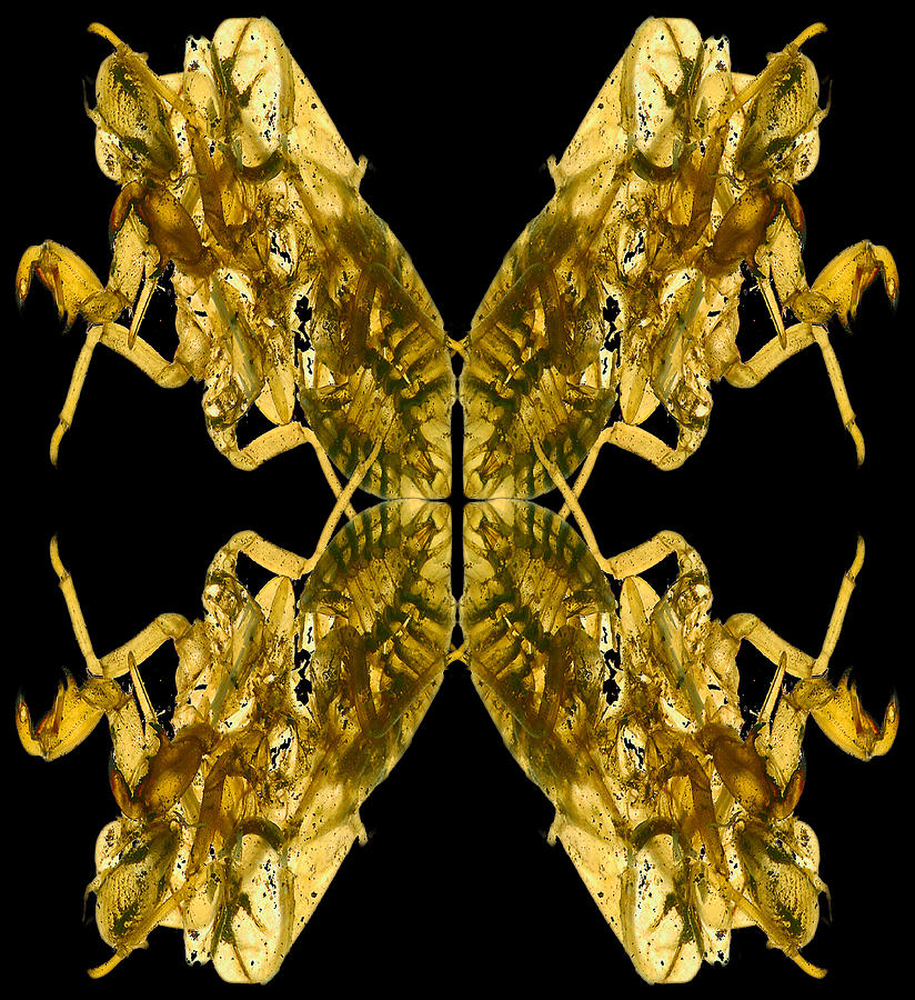 Pattern Photograph - Cicada Shells by Mark Wagoner