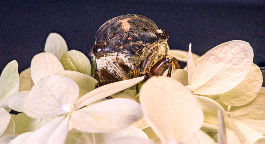 Insects Photograph - Cicada Sneeking Through the Petals by Douglas Barnett