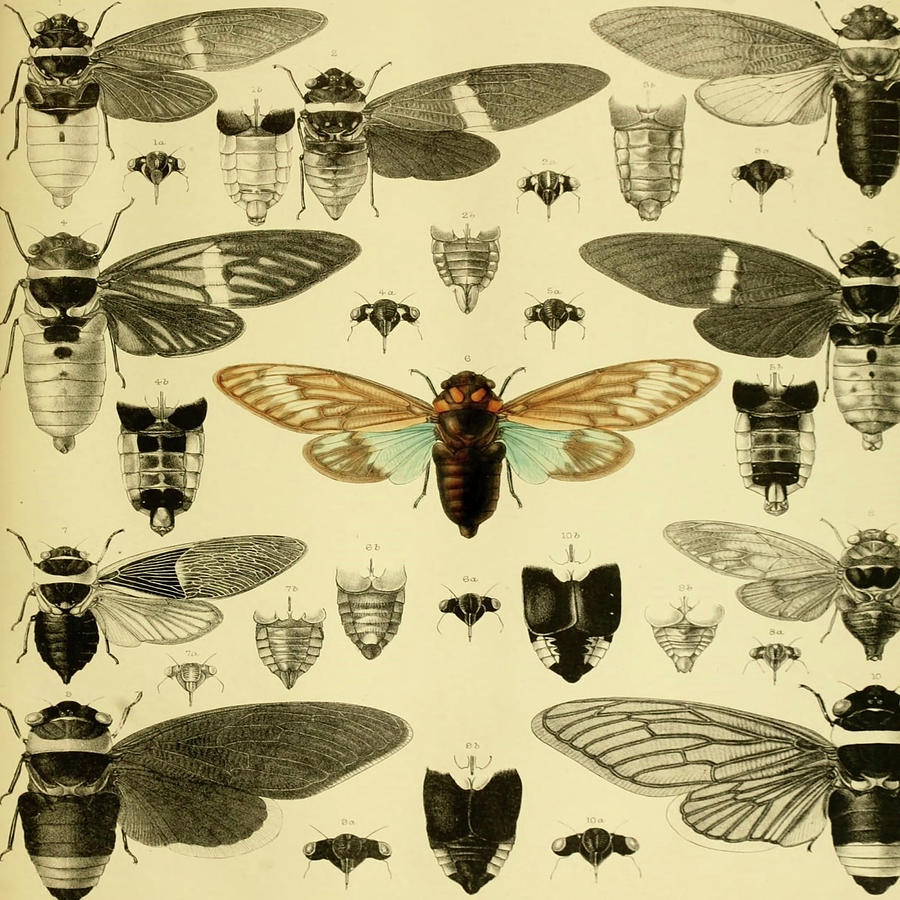 Vintage Digital Art - Cicada by Suzanne Carter