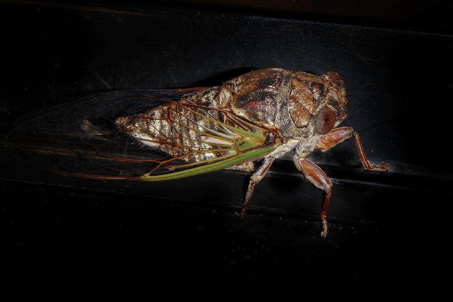 Cicadas Photograph by Judy Hall-Folde
