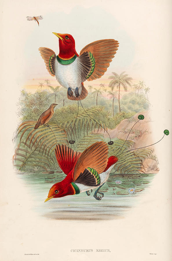 Cicinnurus regius. King Bird of Paradise Drawing by William Hart and John Gould
