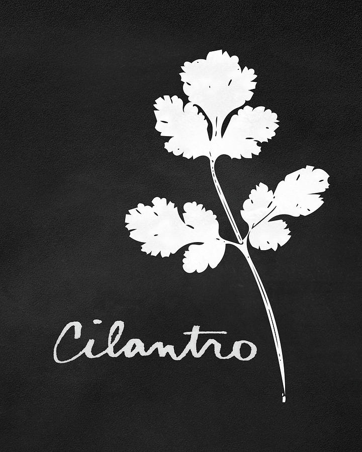 Cilantro Black And White- Art by Linda Woods Mixed Media by Linda Woods