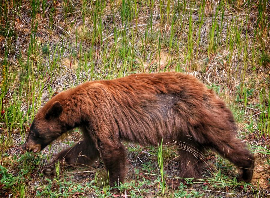 Wildlife Photograph - Cinammon bear by Ross Kestin