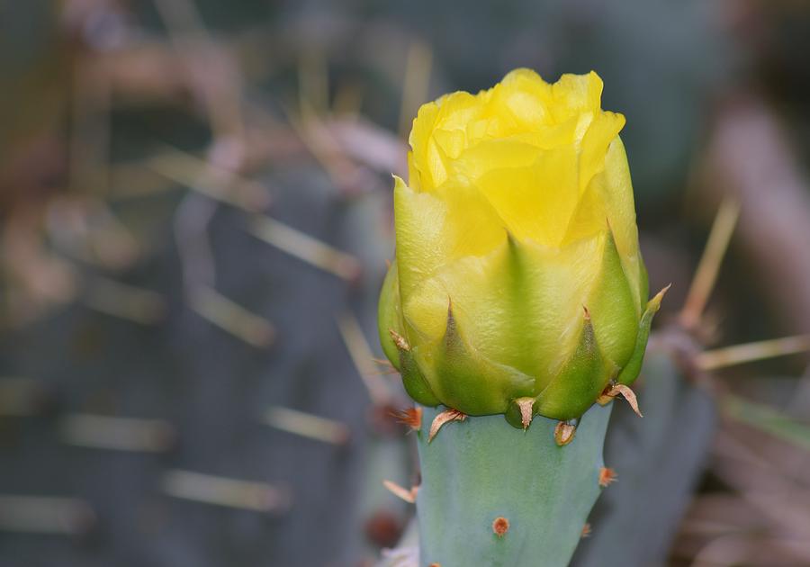 Cinco Cactus 2  Photograph by Warren Thompson