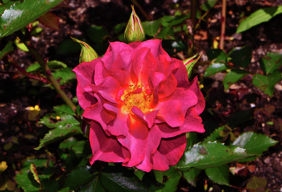 Cinco de Mayo - Floribunda Rose 001 Photograph by George Bostian