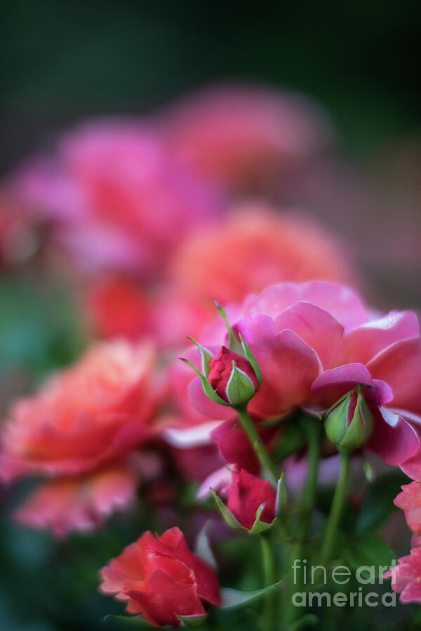 Cinco de Mayo Roses Color Explosion Photograph by Mike Reid