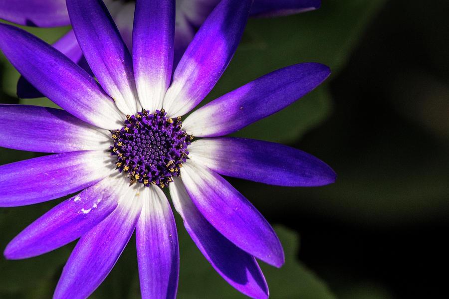 Cineraria Flower Photograph by Don Johnson