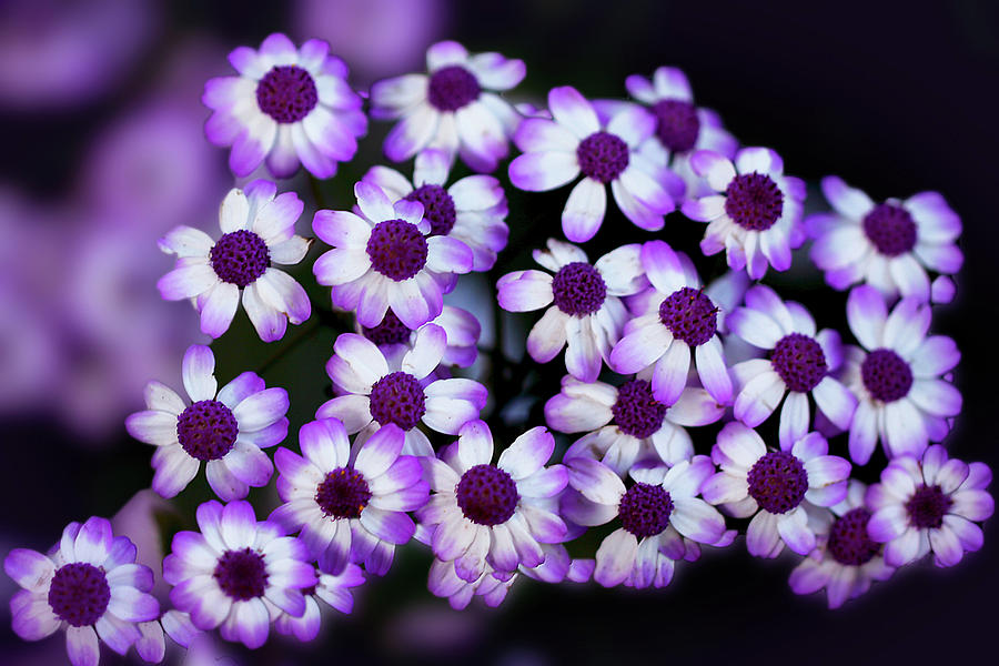 Cineraria in the Shade Photograph by Vanessa Thomas