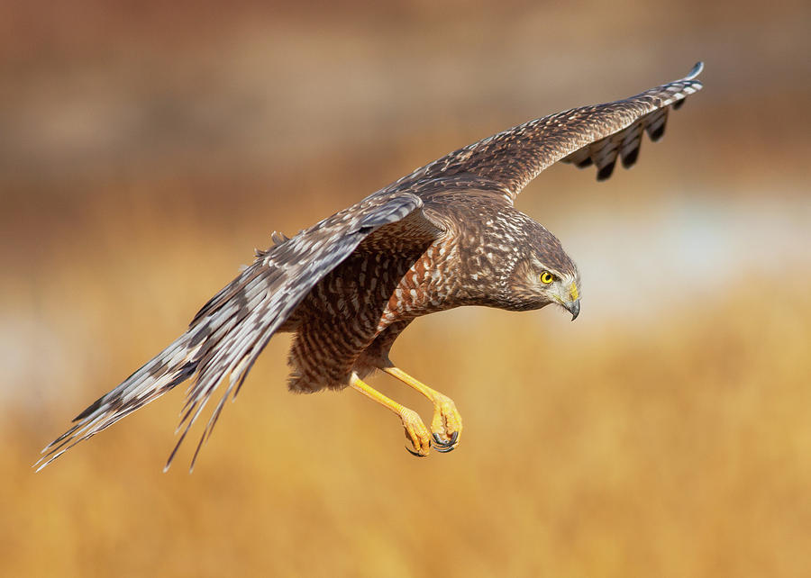 Cinereous Harrier in Flight Photograph by Stephen Dennstedt