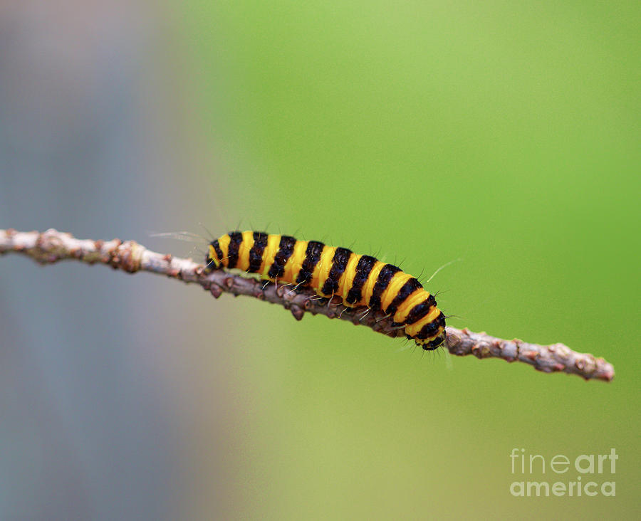 Cinnabar moth caterpillar Photograph by Bruce Block