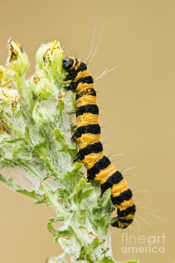 Cinnabar Moth Caterpillar Photograph by Inga Spence