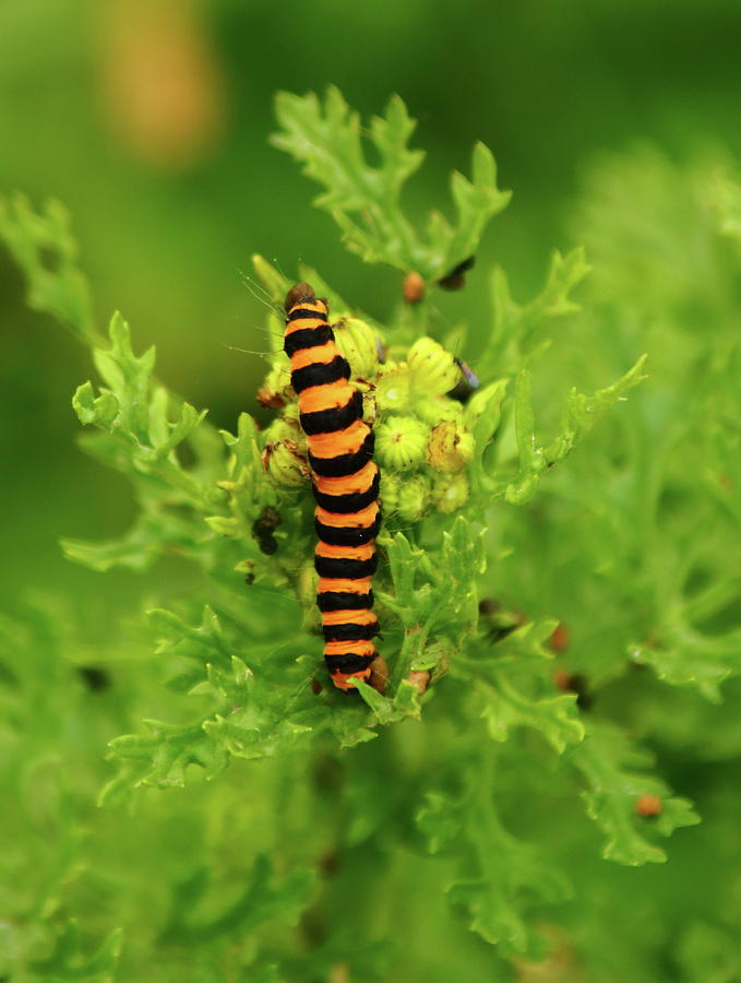 Cinnabar Moth Caterpillar Photograph by Jeff Townsend