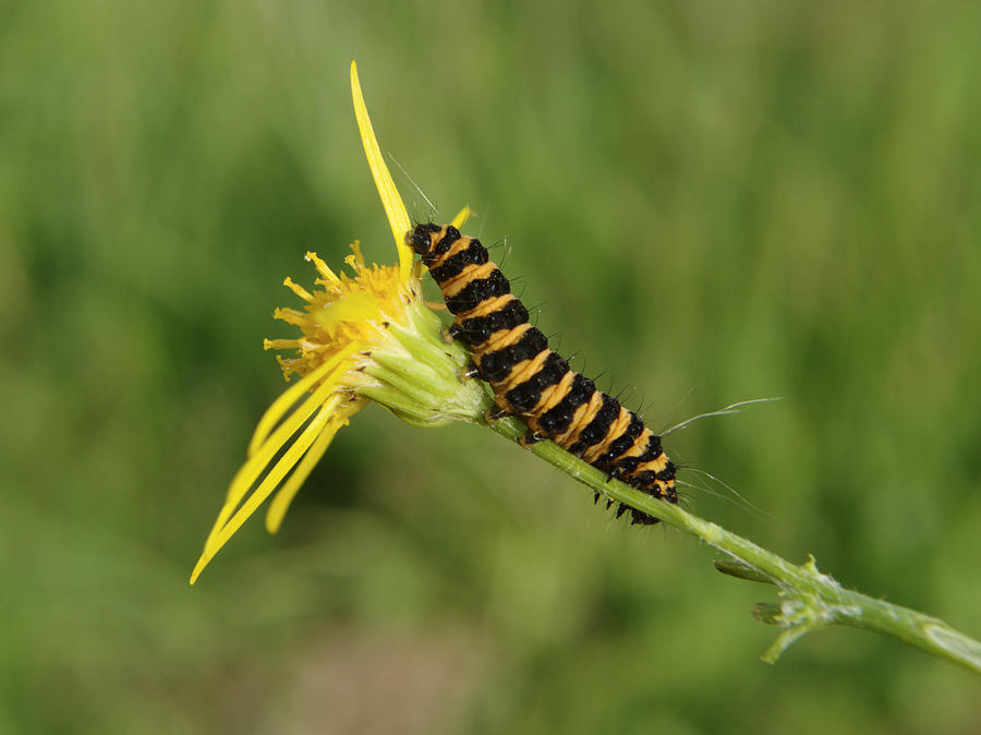 Cinnabar Moth Caterpillar On Ragwort Photograph by Adrian Wale