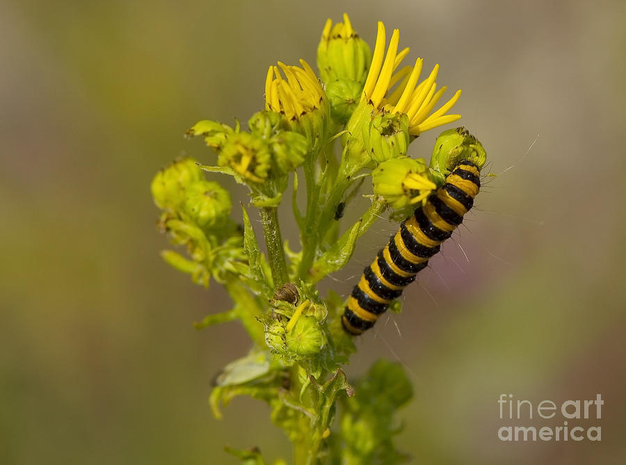 Cinnabar Moth Caterpillar Photograph by Steen Drozd Lund