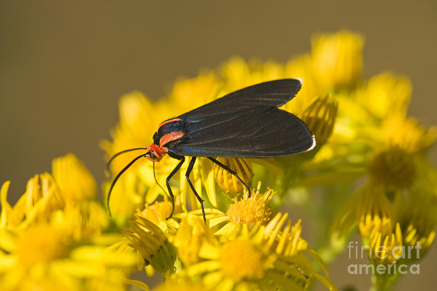 Cinnabar Moth On Tansy Ragwort Photograph by Inga Spence