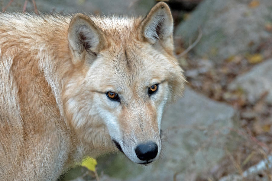 Cinnamon Photograph by Alan Hensley