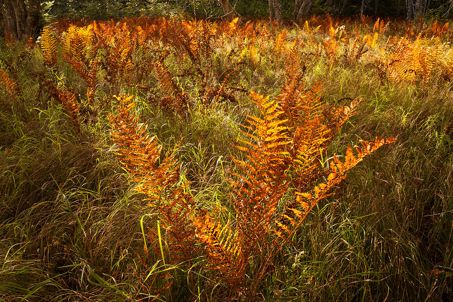 Cinnamon Autumn Photograph by Irwin Barrett