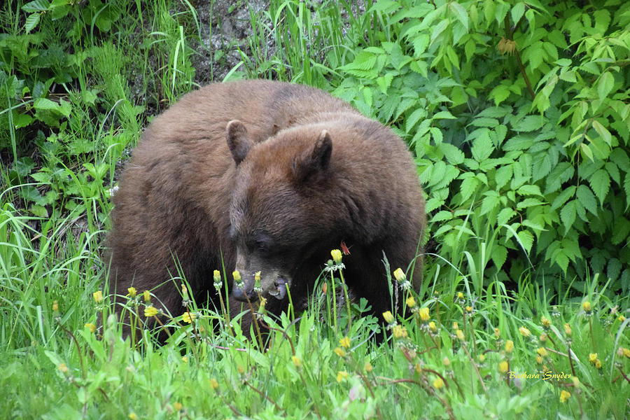 Cinnamon Bear British Columbia Photograph by Barbara Snyder
