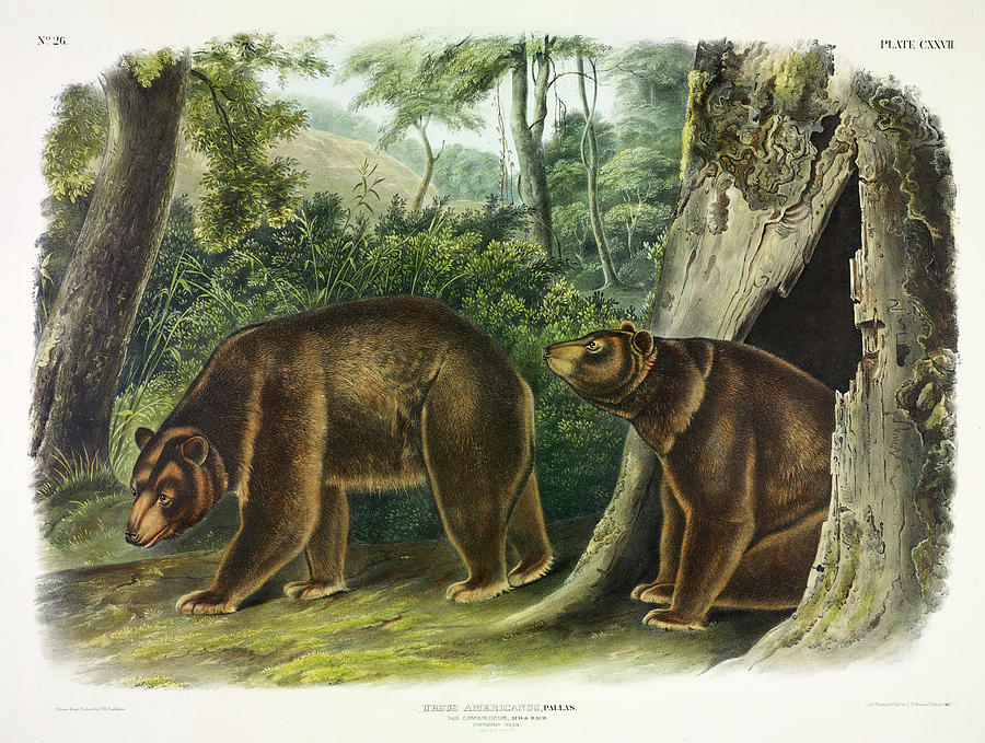 Cinnamon Bear Painting by John James Audubon - Fine Art America