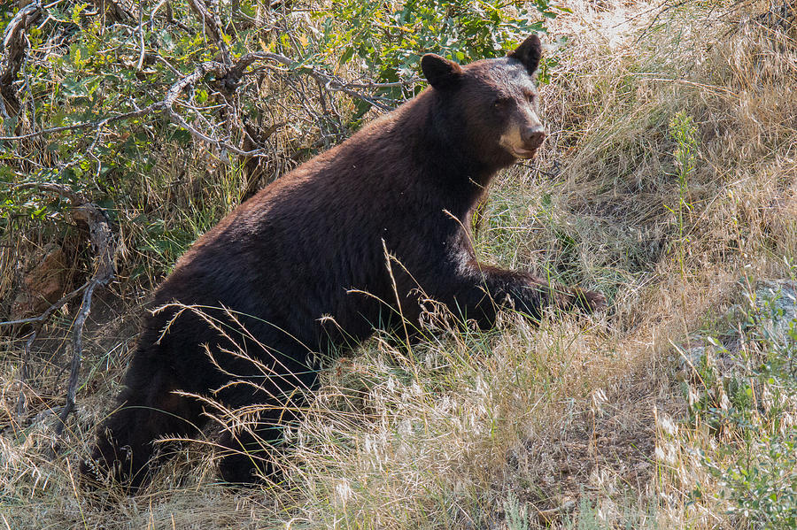Cinnamon Black Bear Climbs to Higher Ground Photograph by Tony Hake