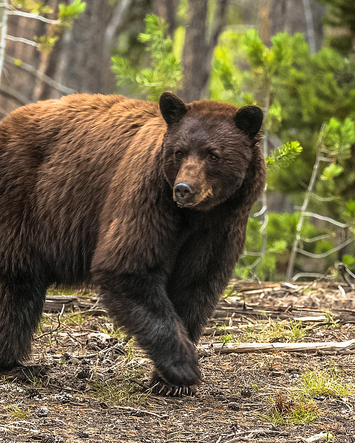 Collection 101+ Pictures pictures of black bears in the woods Full HD, 2k, 4k