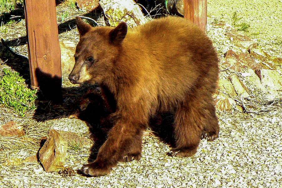 Cinnamon Black Bear Photograph by Marilyn Burton