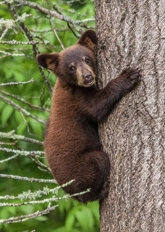 Cinnamon colored Black Bear Cub Photograph by Randall Nyhof