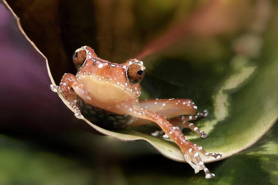 Cinnamon Tree Frog Photograph by Linda D Lester