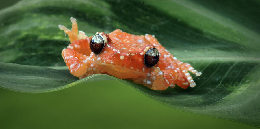 Cinnamon Frog Photograph by Nikolyn McDonald